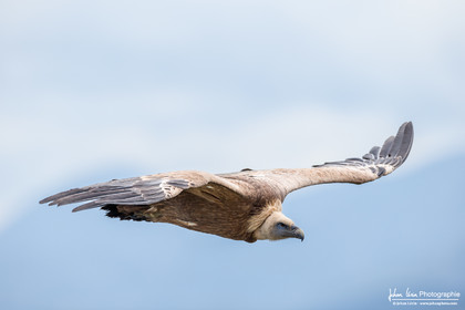 Vautour fauve