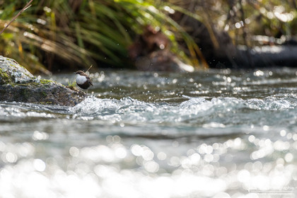 Cincle Plongeur - White-throated dipper  : Cinclus Cinclus