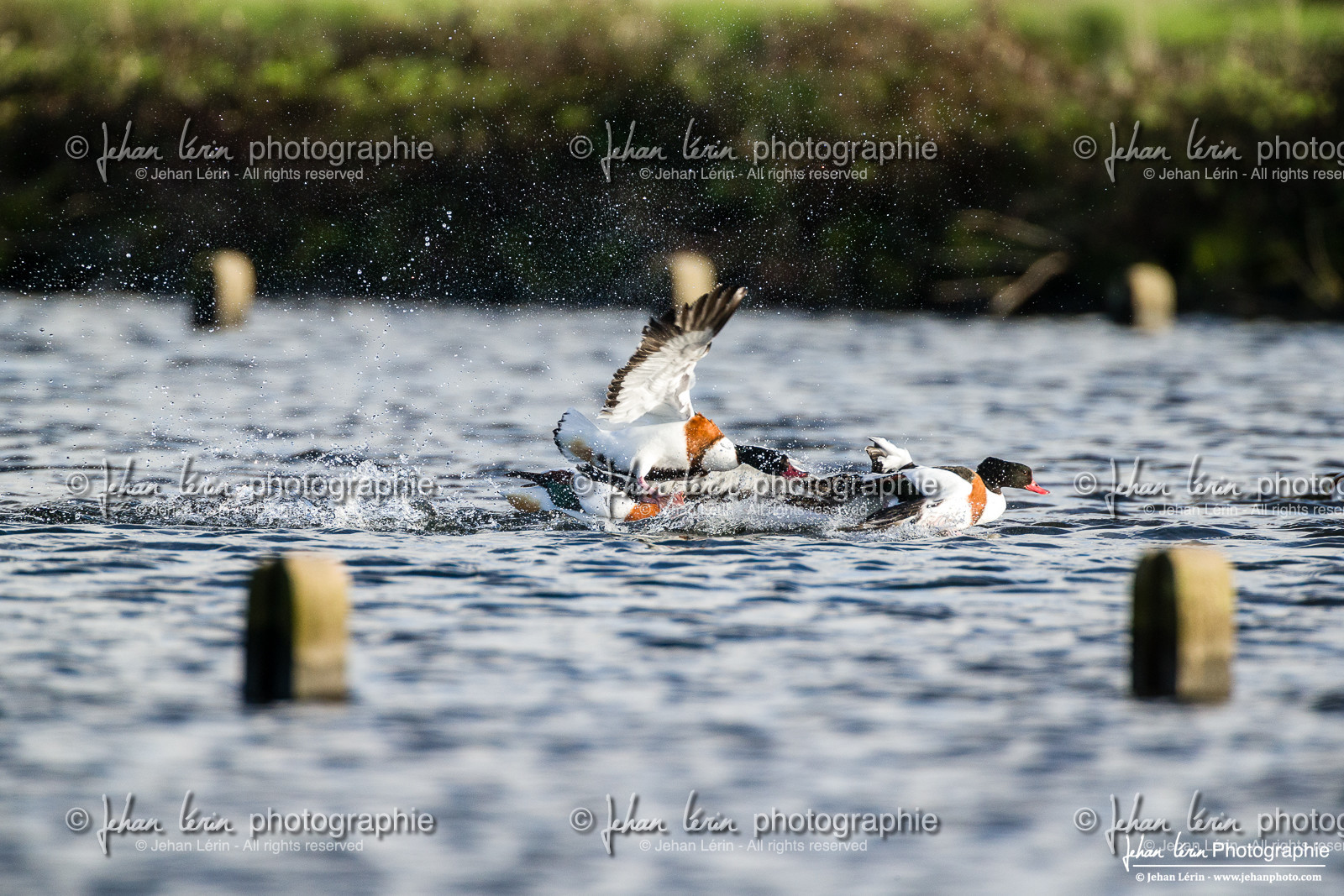 Tadorne de Belon - Common Shelduck