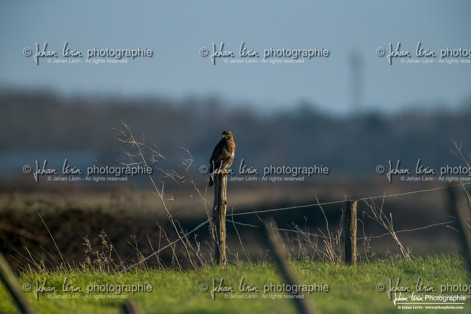Buse Variable - Common Buzzard