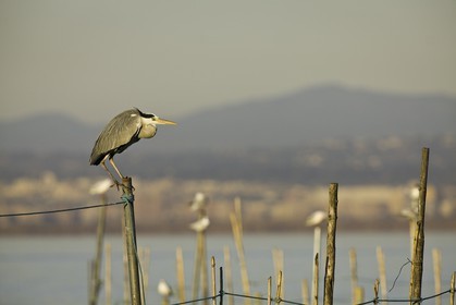 l-albufera_valencia_18-01-2012-0066.jpg