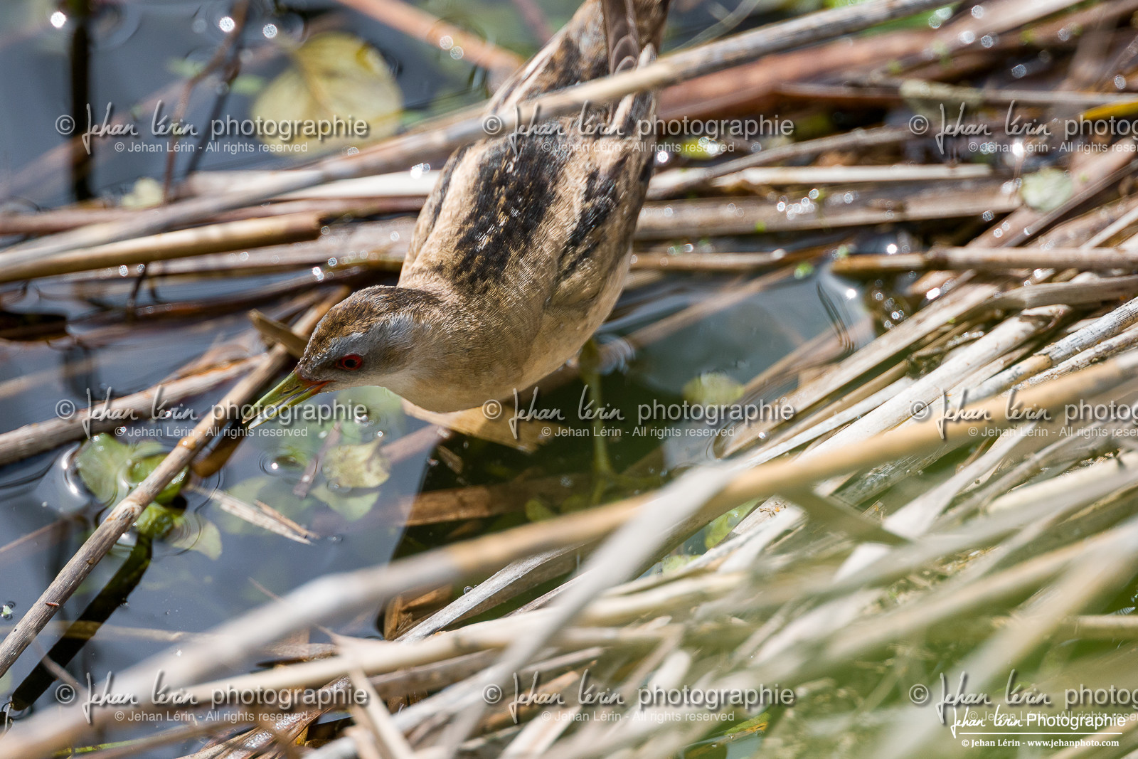 Marouette Poussin - Little Crake