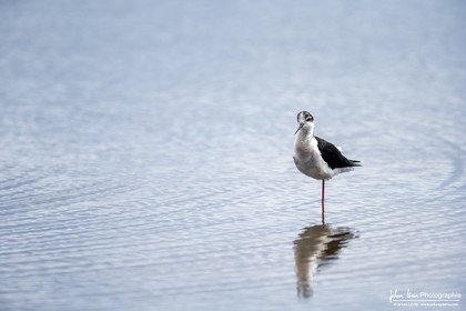 Échasse Blanche - Black Winged Stilt