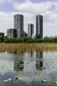 ueno_tokyo_japon_jl_1dx_07-05-2014-6364.jpg