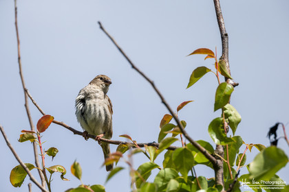 Bruant Proyer - Corn Bunting