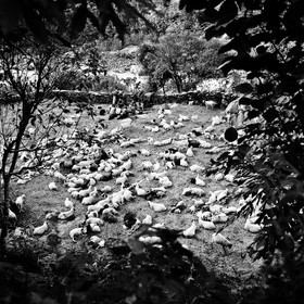the-enclosure-with-sheep.jpg