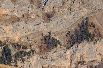 gypaete-barbu_valberg_mercantour_jehan-lerin_jl_1dx_07-02-2022-0033.jpg