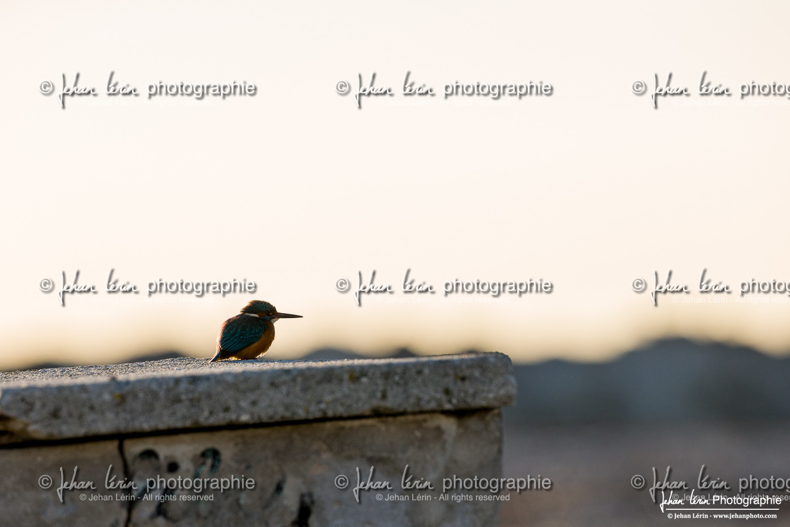 Martin-Pêcheur - Common Kingfisher