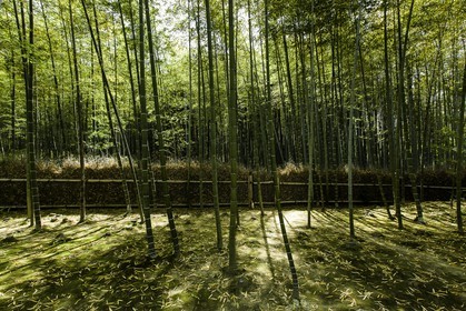 bambouseraie_arashiyama_kyoto_japon_jl_5d3_10-05-2014-1695.jpg