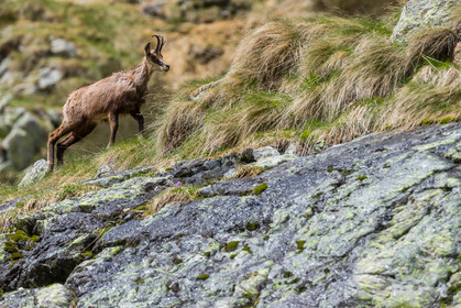 chamois_la-gordolasque_mercantour_jl_1dx_20-05-2020-0344.jpg