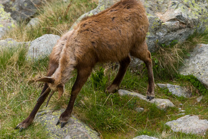 chamois_la-gordolasque_mercantour_jl_1dx_20-05-2020-0384.jpg
