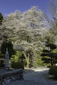 meisekiji_temple-43_shikoku_japon_27-03_2014-3206.jpg
