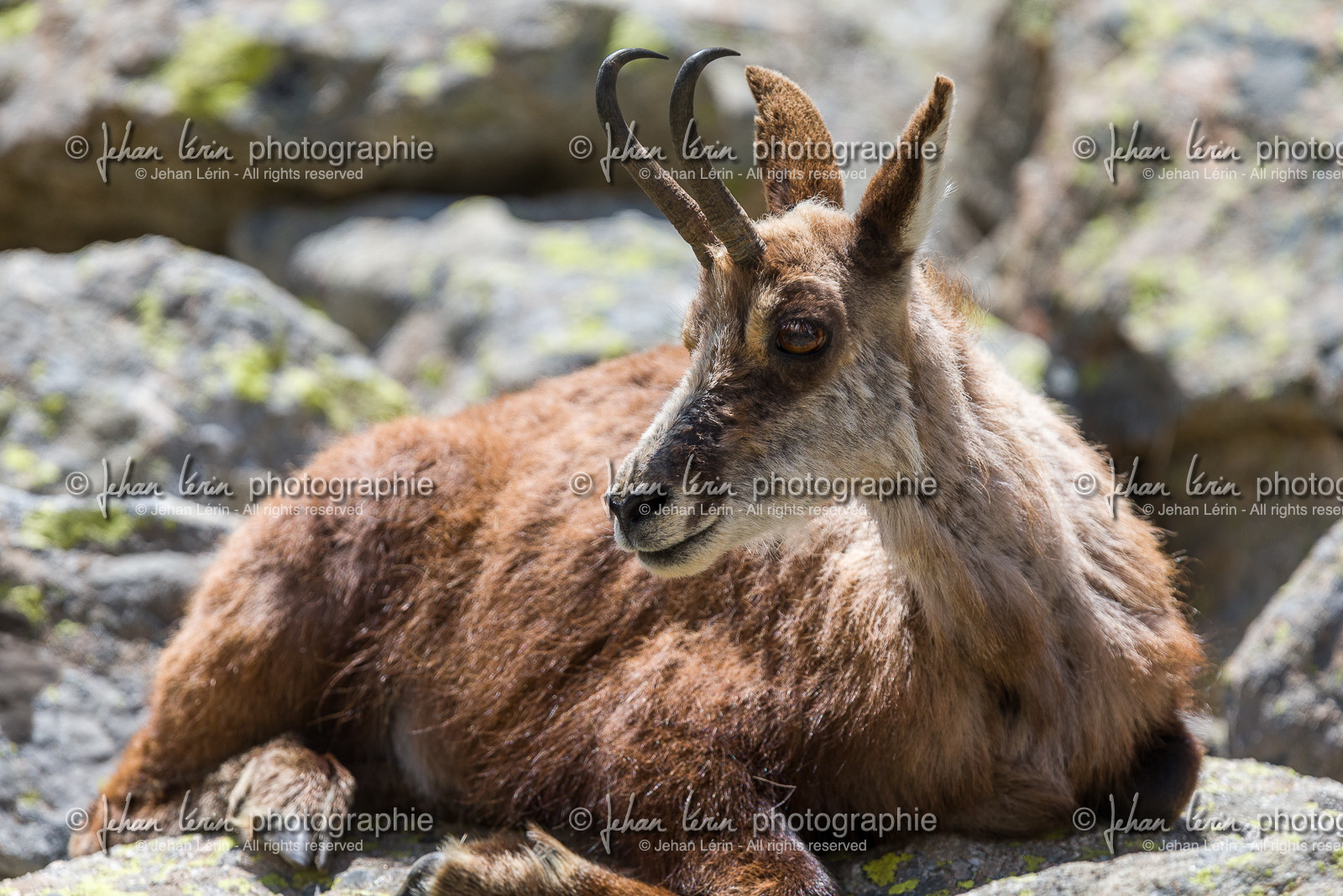 chamois_la-gordolasque_mercantour_jl_1dx_20-05-2020-0691.jpg