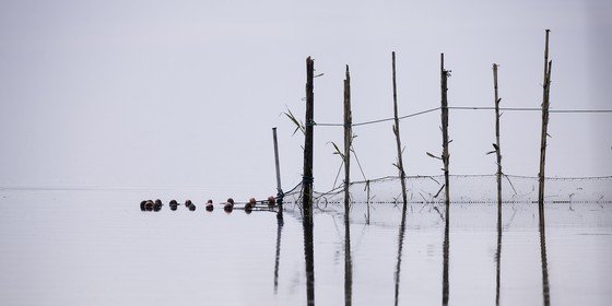 l-albufera_dec-2010-7879.jpg