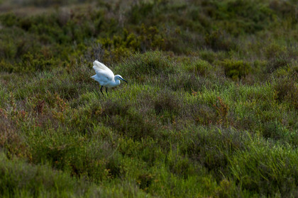 aigrette-garzette_stes-maries-de-la-mer_camargue_jl_1dx_06-05-2021-0160.jpg