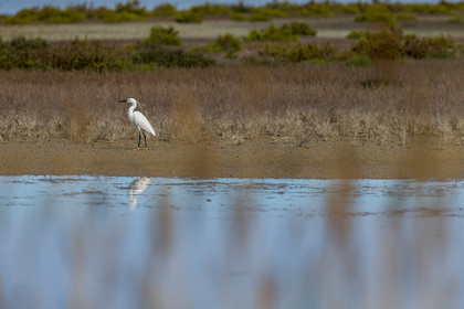 aigrette-garzette_stes-maries-de-la-mer_camargue_jl_1dx_06-05-2021-0105.jpg