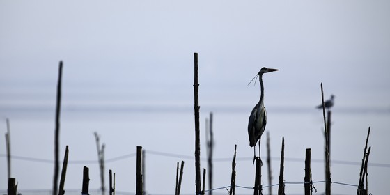 l-albufera_dec-2010-7889.jpg