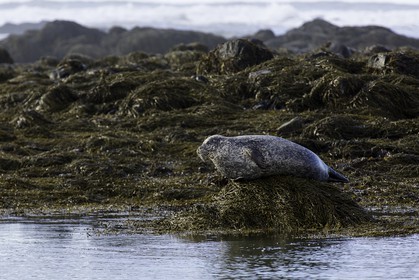 ytri-tunga-beach_peninsule-de-snaefellsnes_islande_22-03-2015-3066.jpg