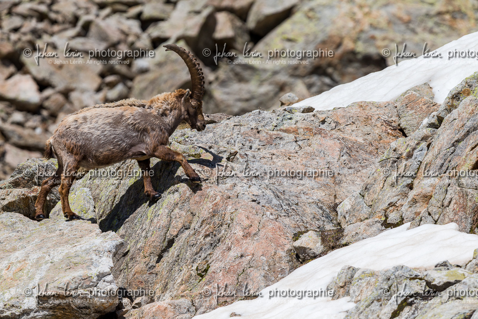 bouquetin_lac-de-fenestre_1dx_23-06-2019-0139.jpg