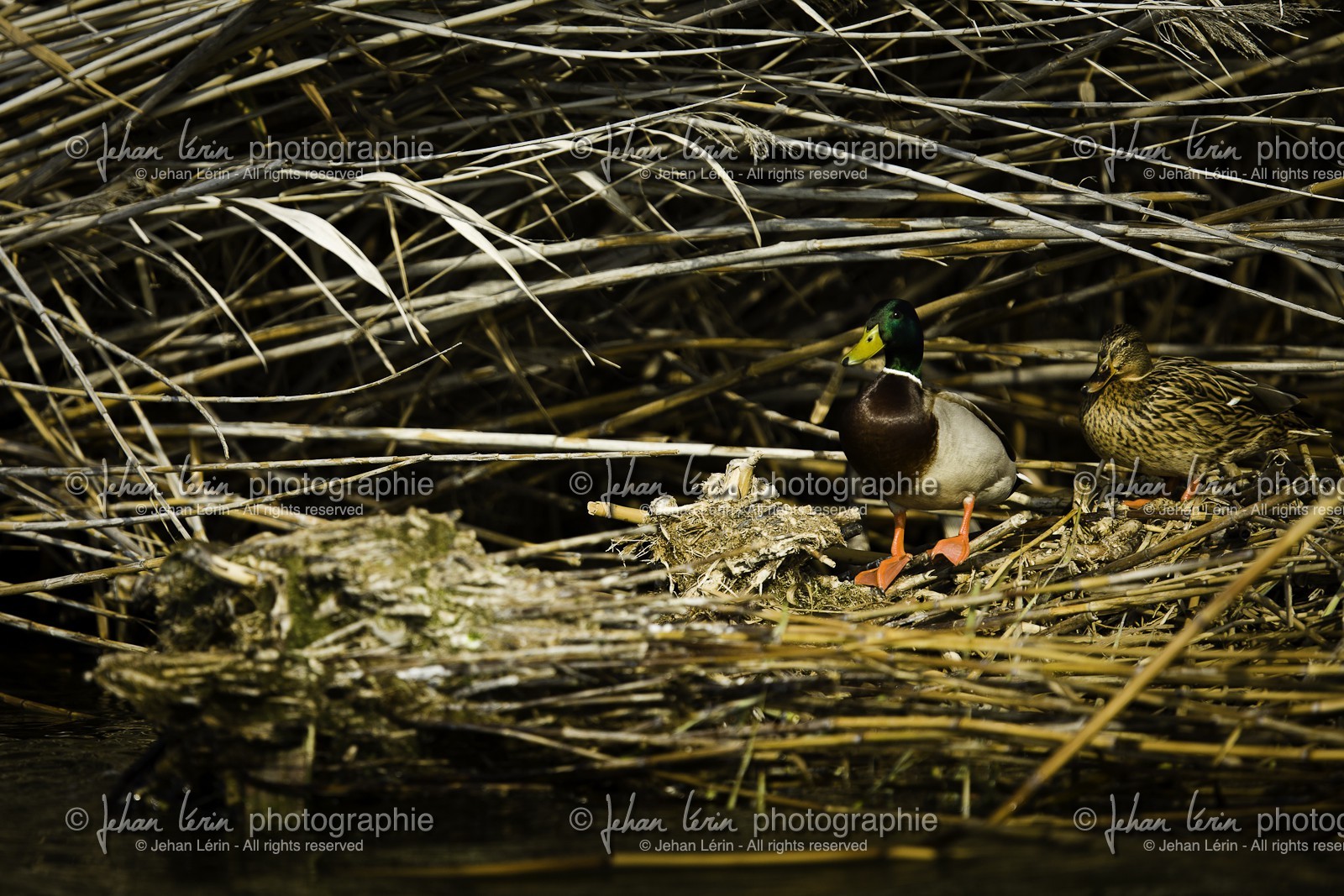 l-albufera_20-01-2011-2197.jpg