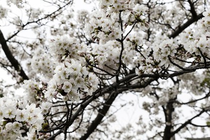 nankobo_temple-55_shikoku_japon_31-03_2014-3517.jpg