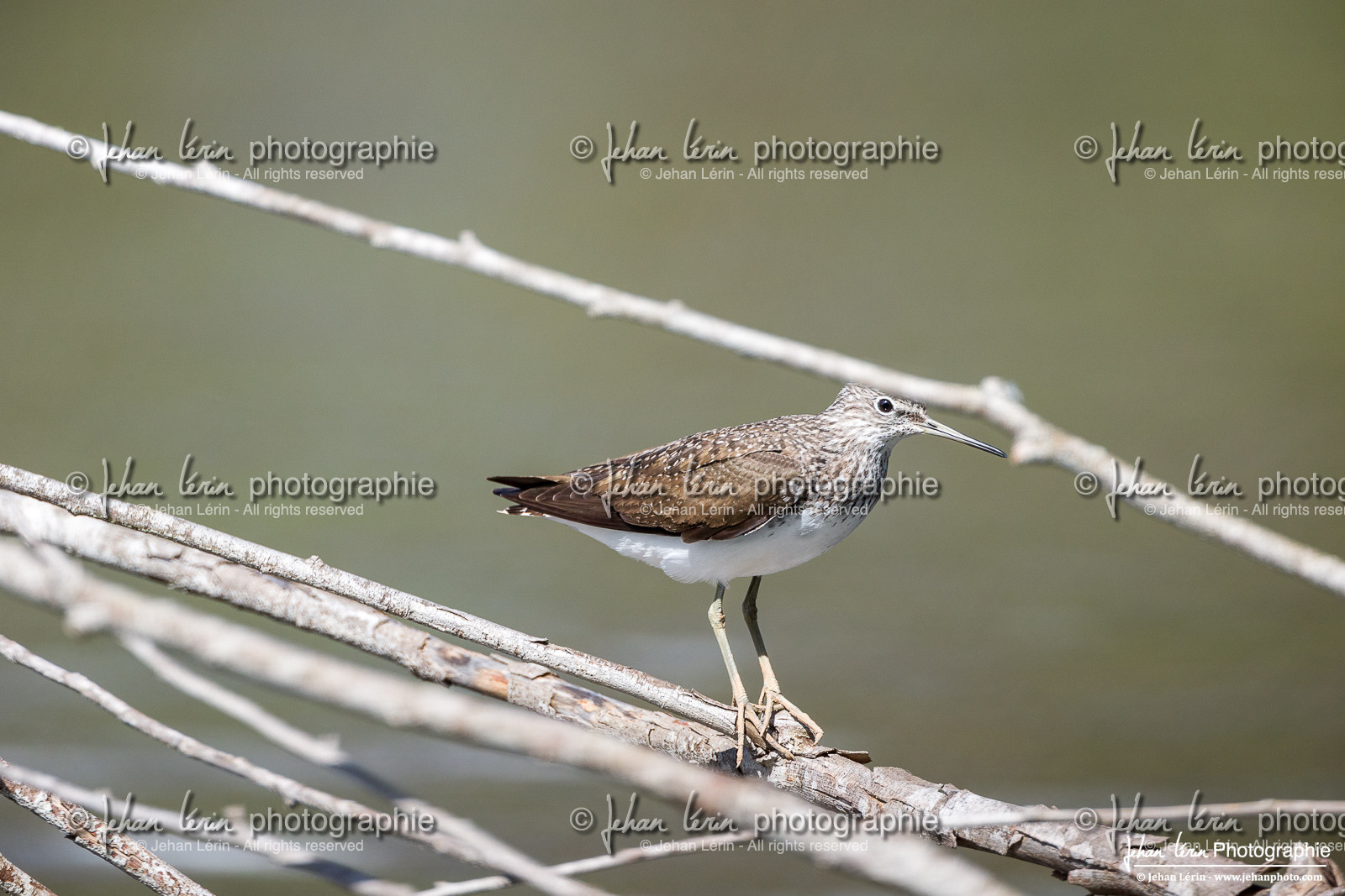 Chevalier Cul-Blanc - White-Rumped Sandpiper