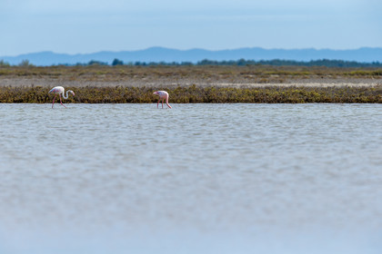 flamants-roses_stes-maries-de-la-mer_camargue_jl_1dx_06-05-2021-0133.jpg