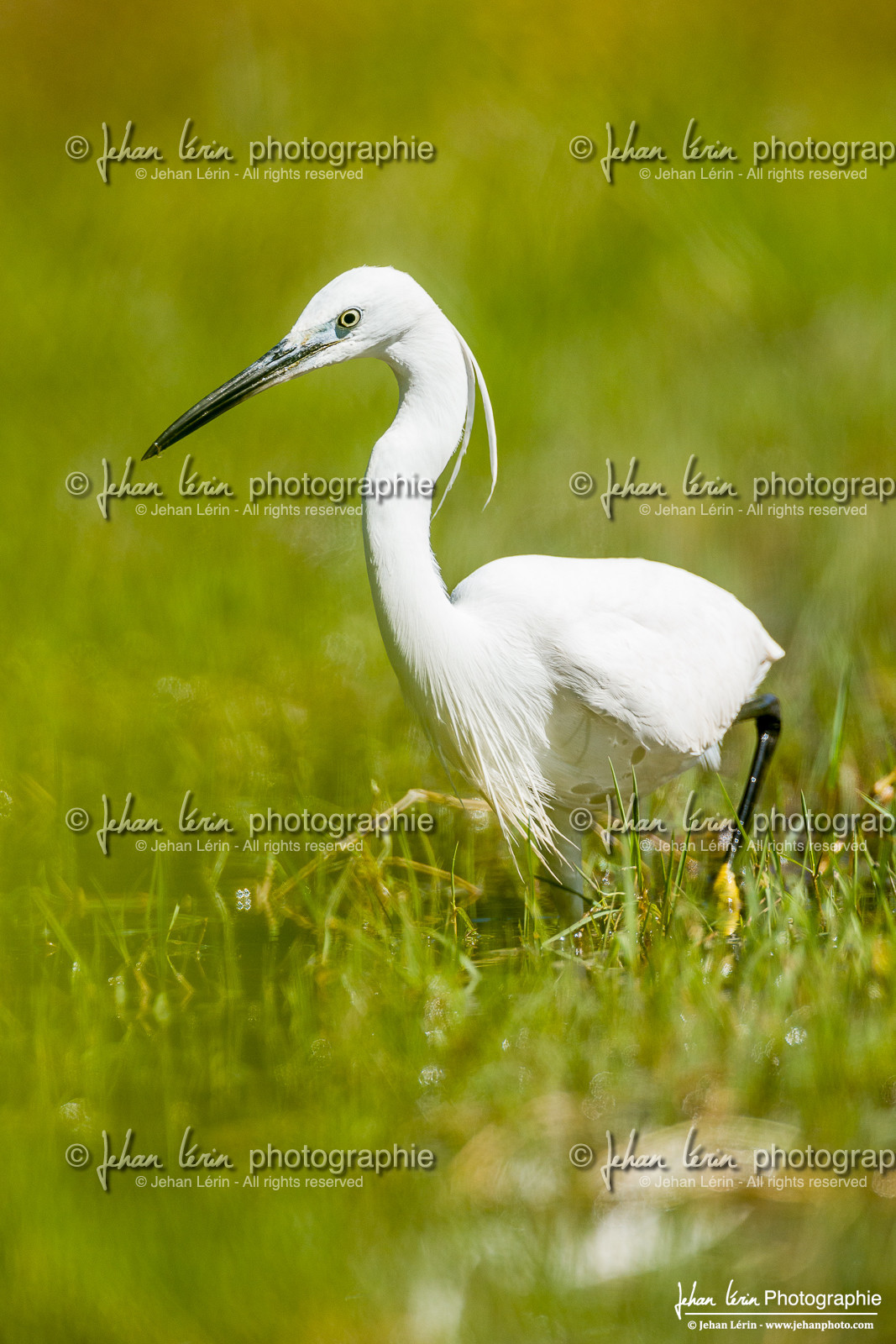 Aigrette Garzette - Little Egret
