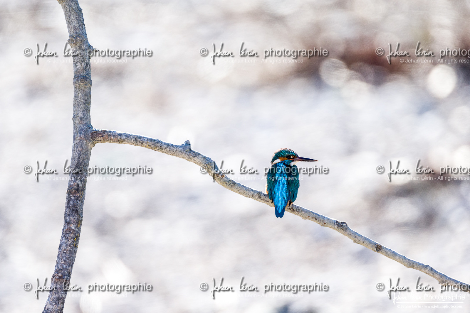 Martin-Pêcheur - Common Kingfisher
