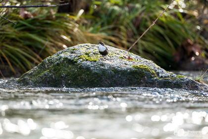 Cincle Plongeur - White-throated dipper  : Cinclus Cinclus