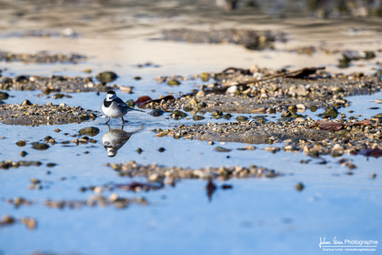 Bergeronnette Grise - White Wagtail   Pied Wagtail