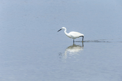 aigrette-garzette_stes-maries-de-la-mer_camargue_jl_1dx_06-05-2021-0145.jpg