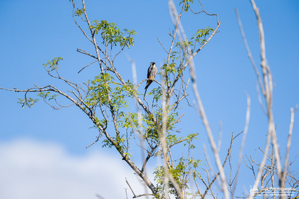 Faucon Hobereau, Eurasian Hobby
