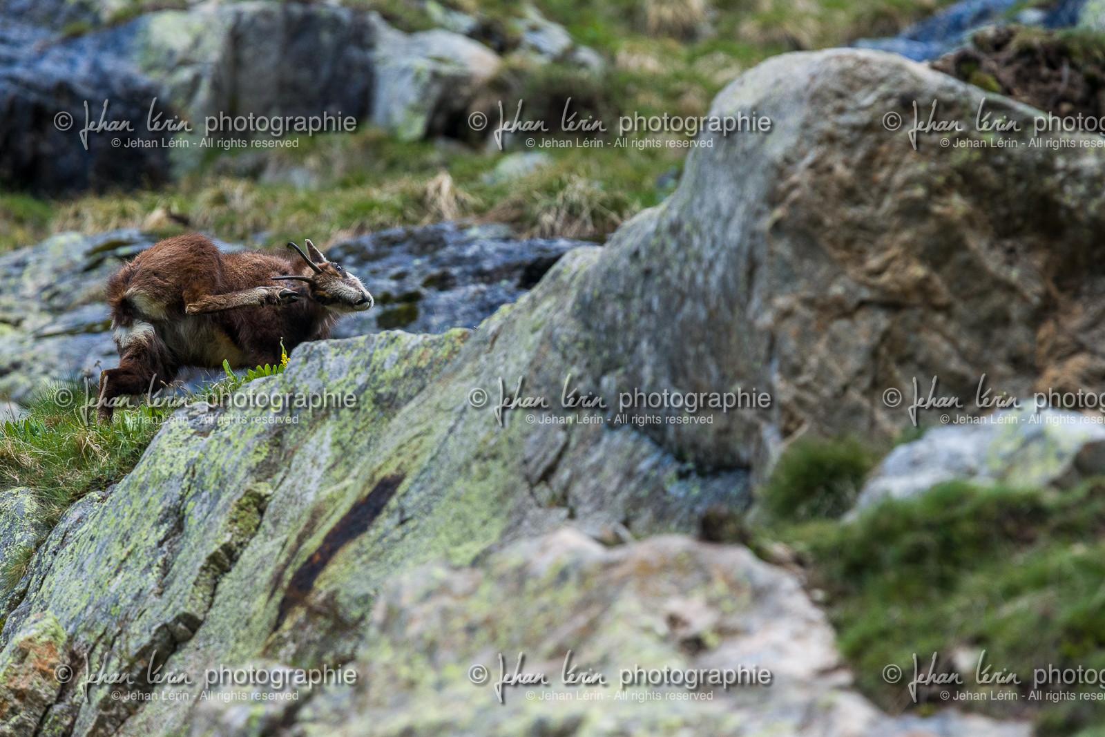 chamois_la-gordolasque_mercantour_jl_1dx_20-05-2020-0249.jpg