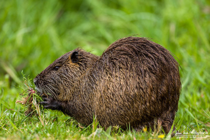 Ragondin - Coypu : Myocastor coypus