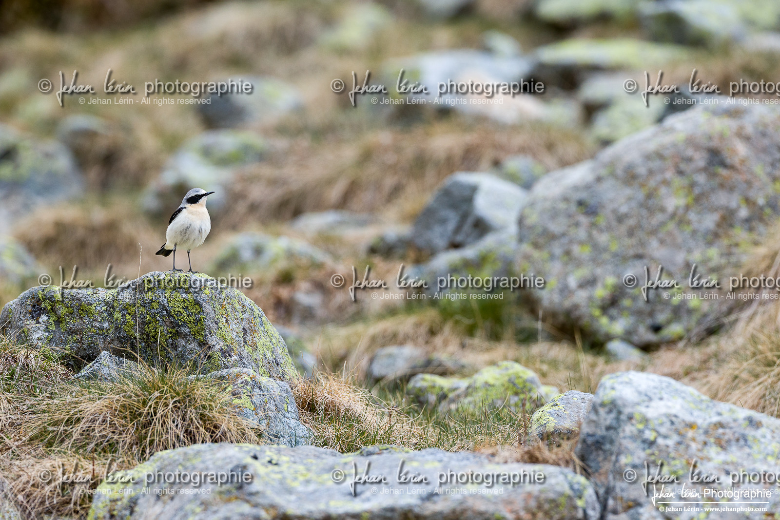 Traquet Motteux - Northern Wheatear