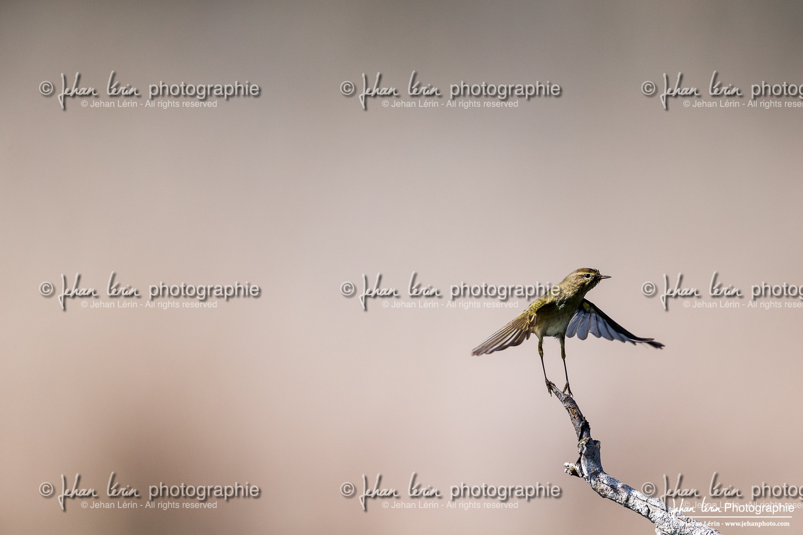 Pouillot Véloce - Common Chiffchaff