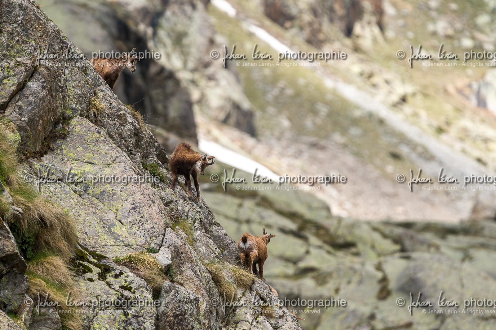 chamois_la-gordolasque_mercantour_jl_1dx_20-05-2020-0535.jpg