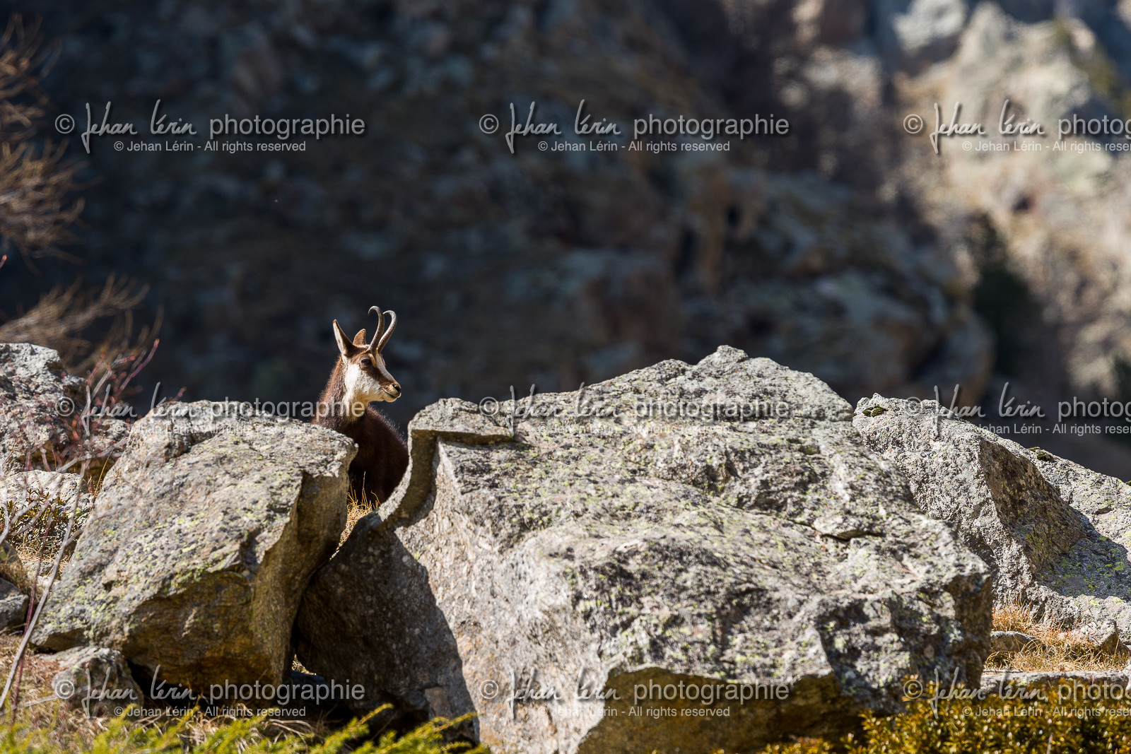 chamois_alpes-maritimes_jl_1dx_29-03-2019-0002.jpg