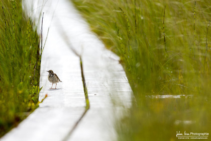 Pipit Farlouse - Meadow Pipit : Anthus pratensis