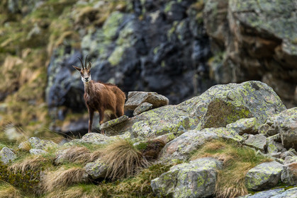 chamois_la-gordolasque_mercantour_jl_1dx_20-05-2020-0452.jpg