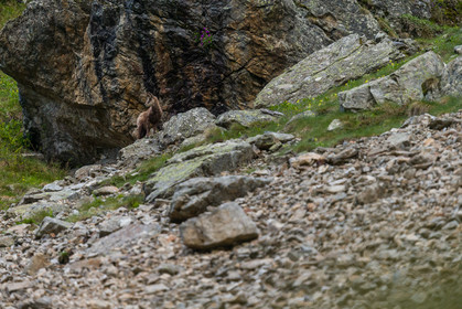 chamois_la-gordolasque_mercantour_jl_1dx_20-05-2020-0100.jpg