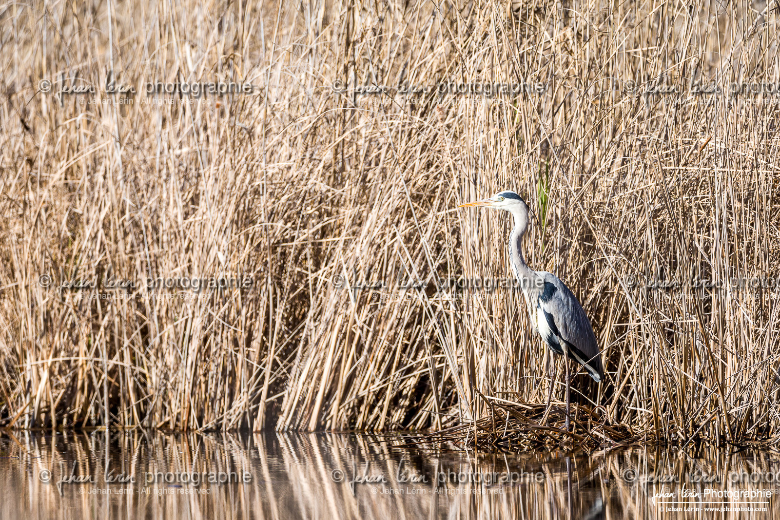 Héron Cendré - Gray Heron