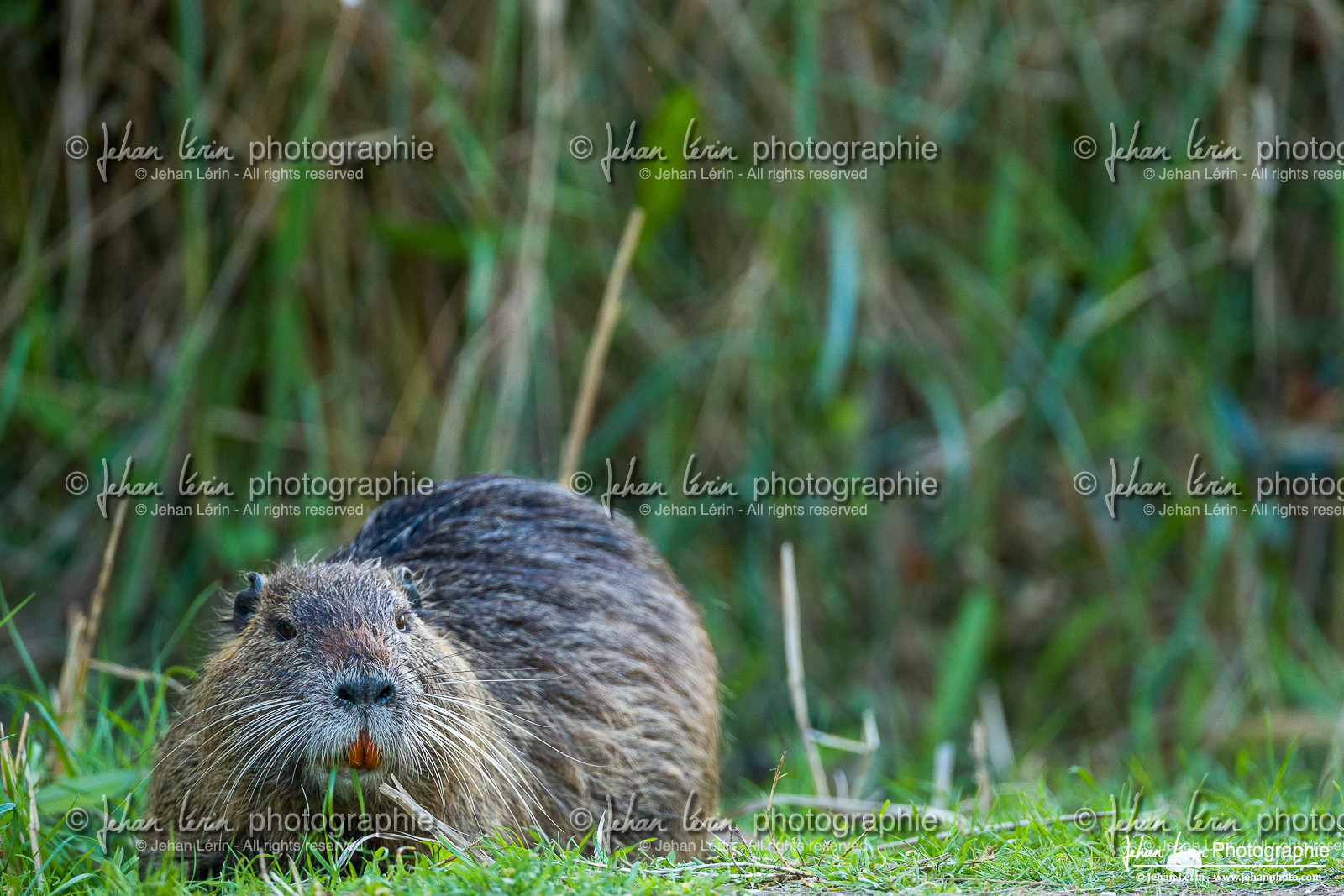 Ragondin - Coypu