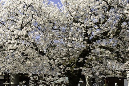 kokubunji_temple-59_shikoku_japon_01-04_2014-3605.jpg
