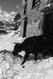 nepal_rolwaling-and-khumbu-area_phortse_17-02-2013-36874.jpg