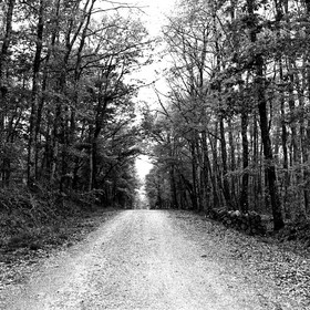 forest5.jpg