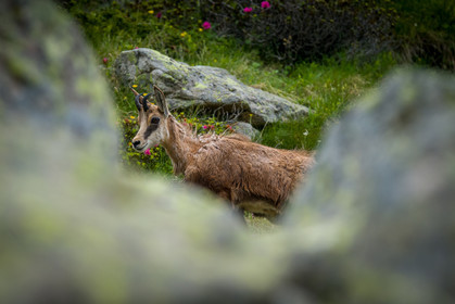 chamois_lac-autier_la-gordolasque_jl_1dx_28-06-2020-0038.jpg