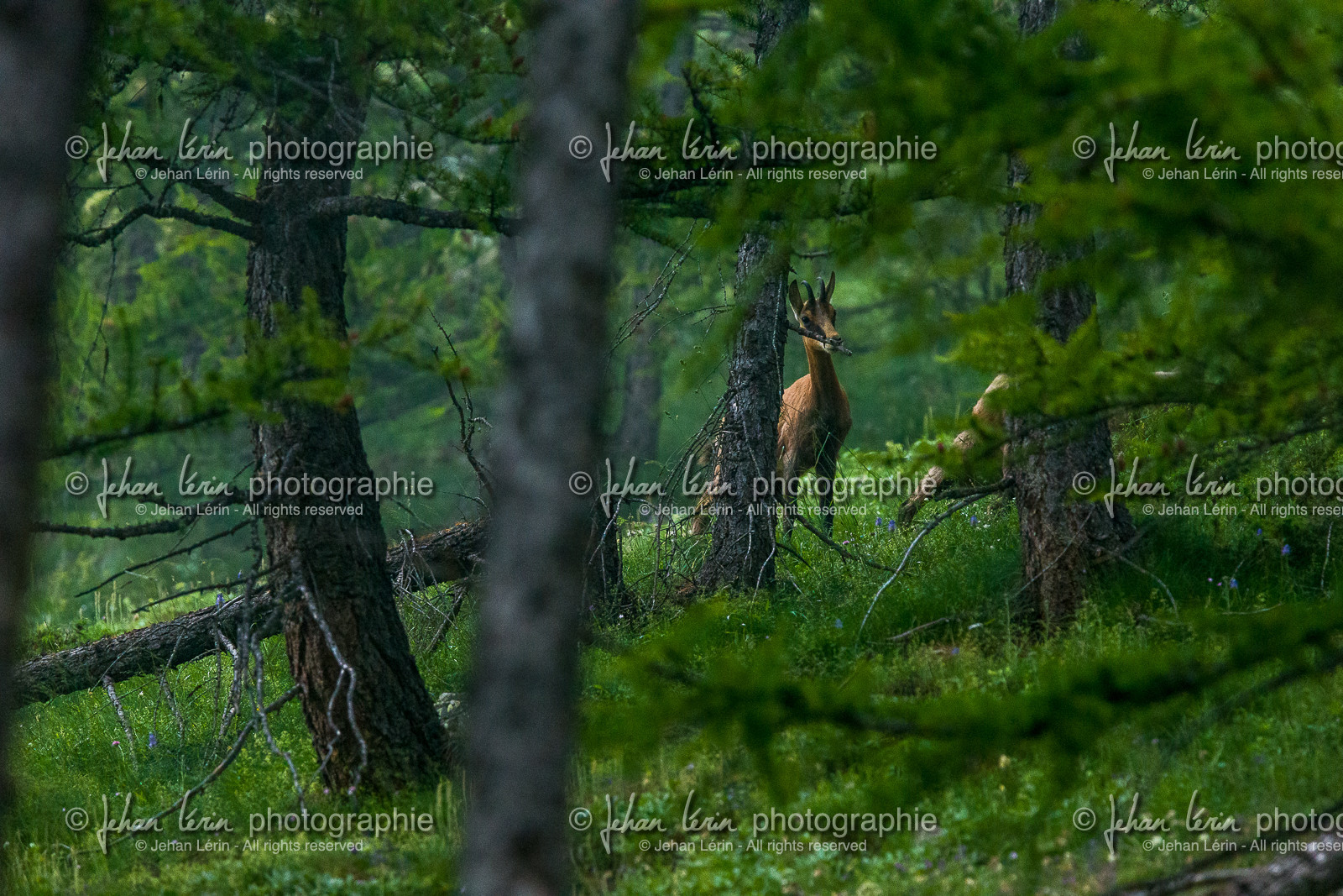 chamois_lacs-de-vens_tortisse_jl_1dx_12-07-2020-0188.jpg