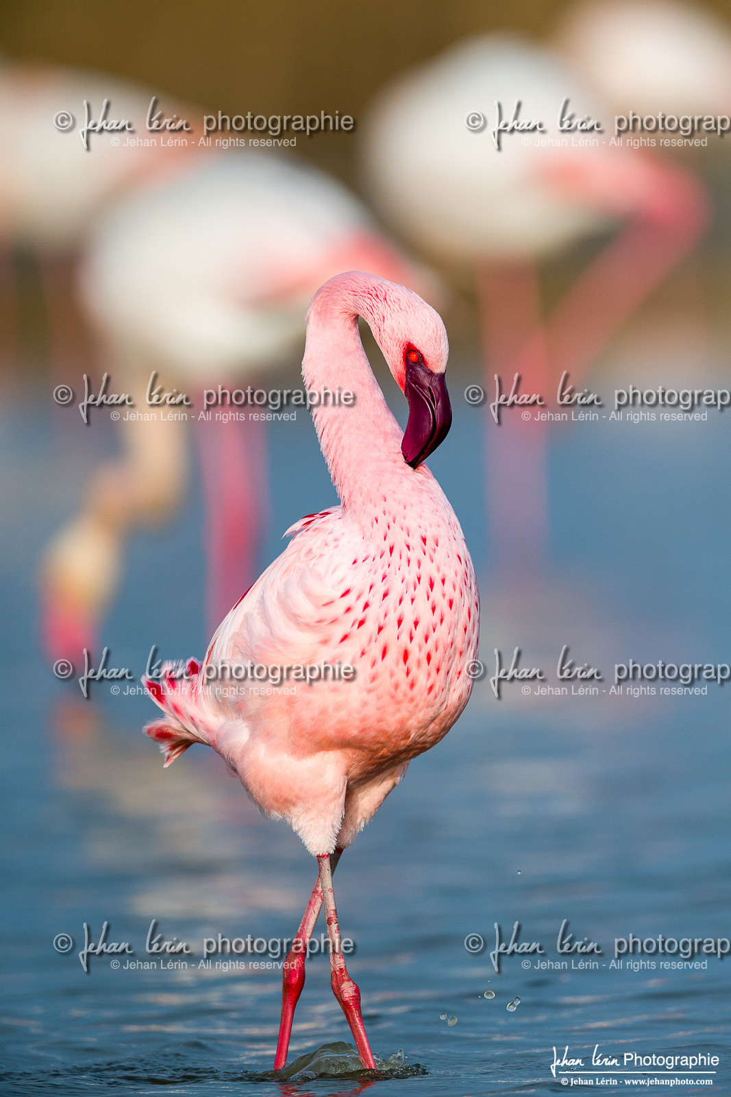 Flamant Nain - Lesser Flamingo